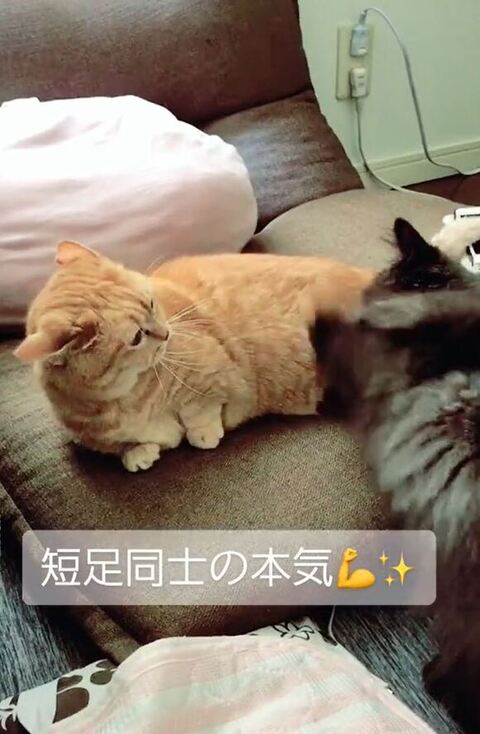 雅ちゃん寝てるサスケくん手だぶってる