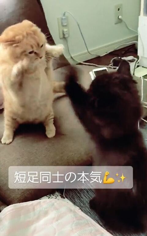 おすすめ