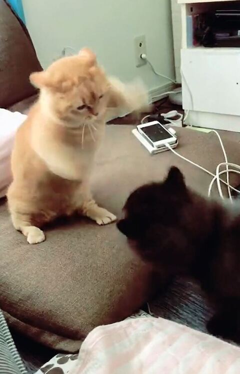 両手だぶってる雅ちゃん