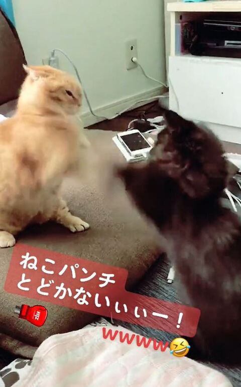 2匹とも立ち上がってパンチ