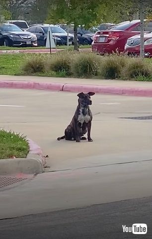 道路に座る野良犬