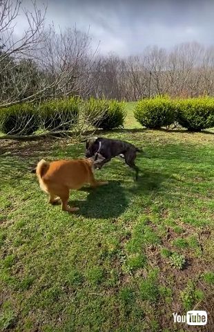 新しい家族と走り回る元保護犬