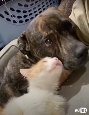 猫とじゃれあう保護犬