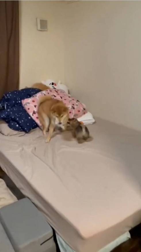 柴犬 大和くん 桜花ちゃん 新入り