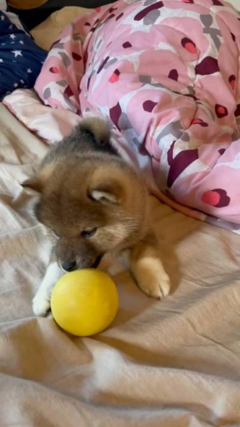 柴犬 大和くん 桜花ちゃん 新入り