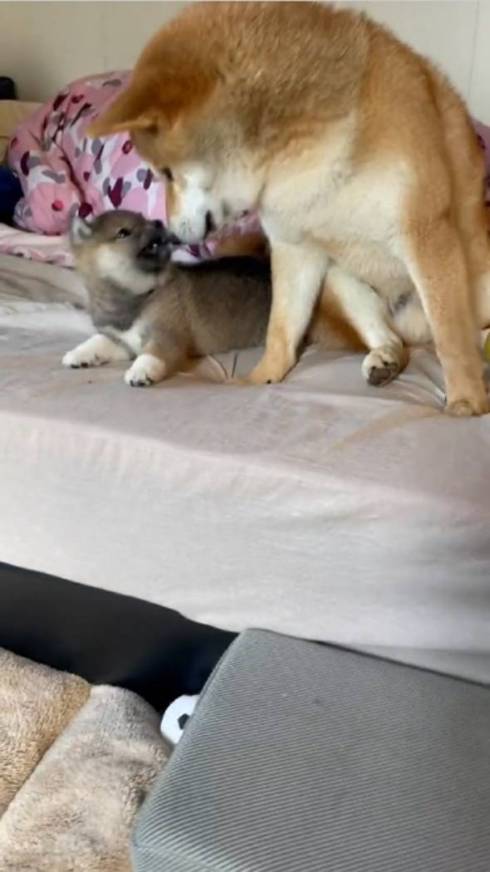 柴犬 大和くん 桜花ちゃん 新入り