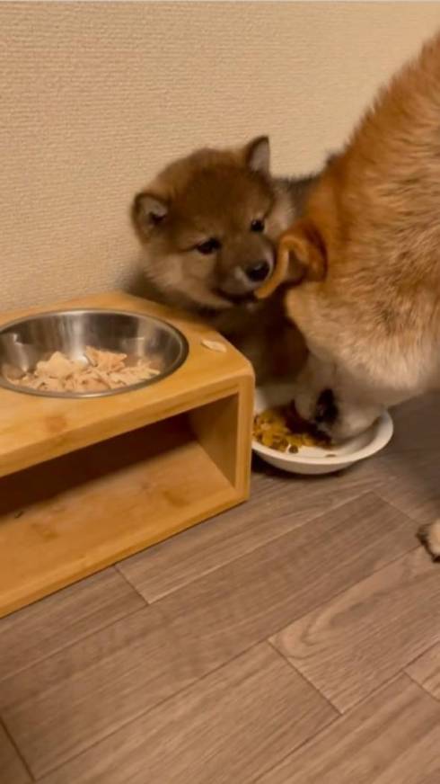 柴犬 大和くん 桜花ちゃん 新入り