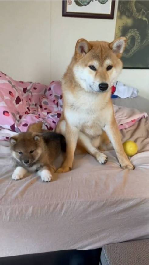 柴犬 大和くん 桜花ちゃん 新入り