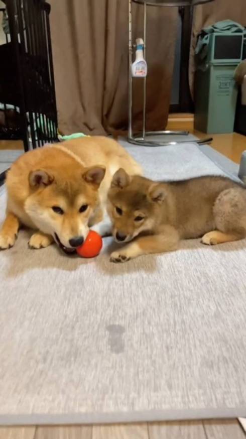 柴犬 大和くん 桜花ちゃん 新入り