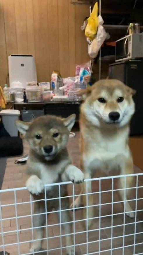 柴犬 大和くん 桜花ちゃん 新入り