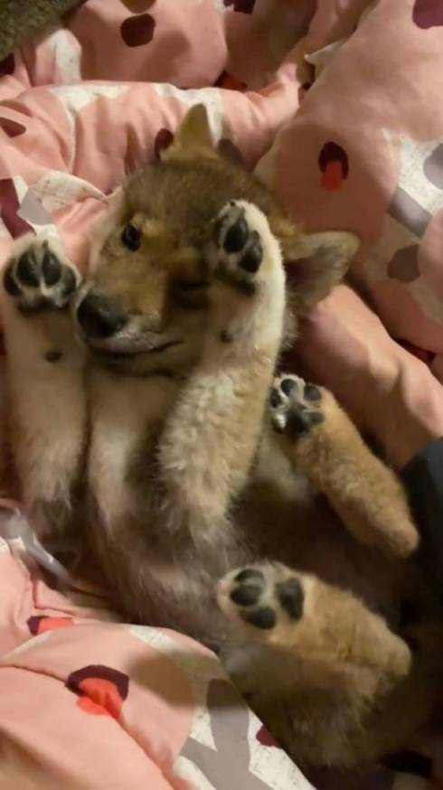 柴犬 大和くん 桜花ちゃん 新入り