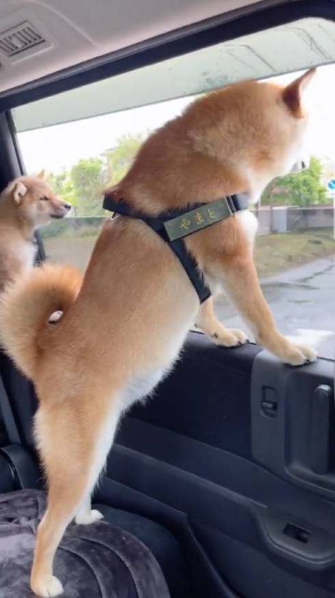 柴犬 大和くん 桜花ちゃん 新入り