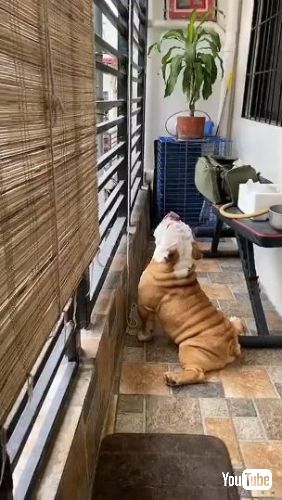 ヨガするブルドッグ