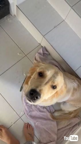 シュンとする犬