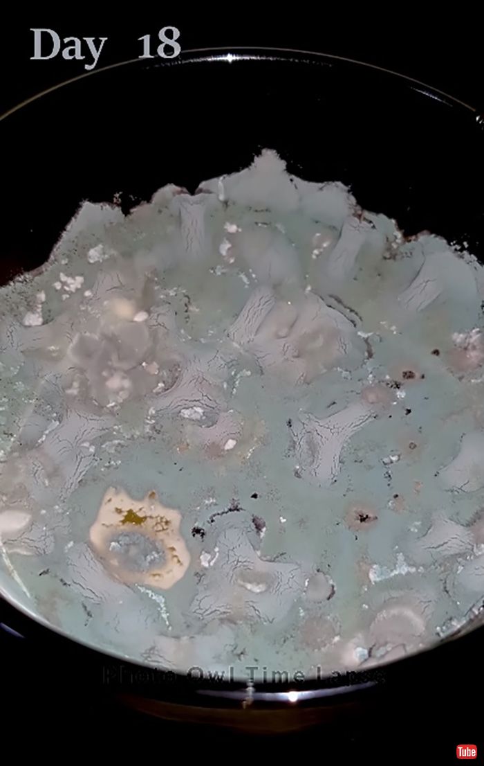 注いだビールを2週間以上放置したらどうなる？→実験結果が想像以上にグロテスクだった