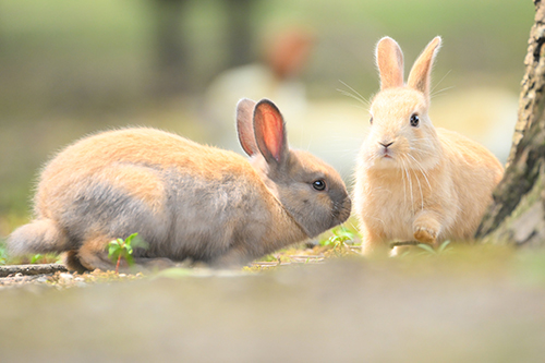 茶色とグレーのウサギ