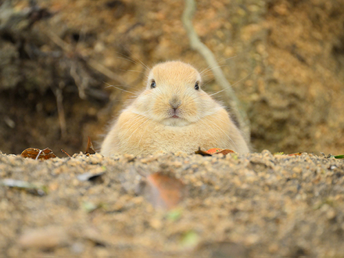 見下すうさぎ