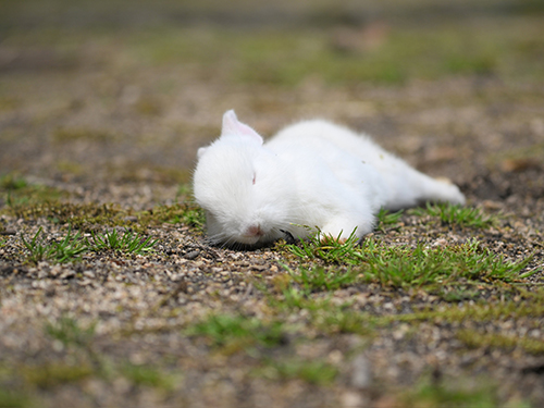 大久野島のうさぎ