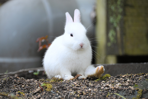 スリープモードのうさぎ