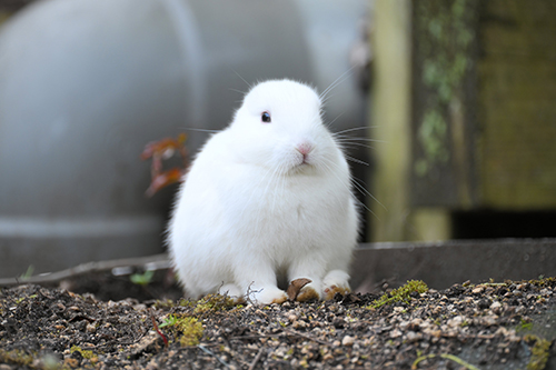 眠そうなウサギ