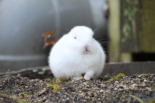 うとうとするウサギ
