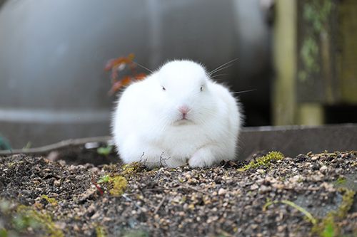 寝ているウサギ