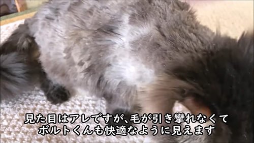 散髪したボルトくんアップ