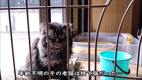年齢不詳の猫