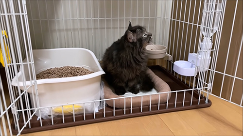 飼い主さん宅に来た翌日