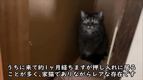 押し入れボルトくん