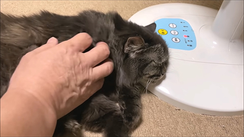 甘えるボルトくん