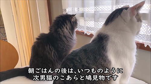 こあらくんとボルトくん