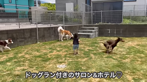 サロンのドッグラン