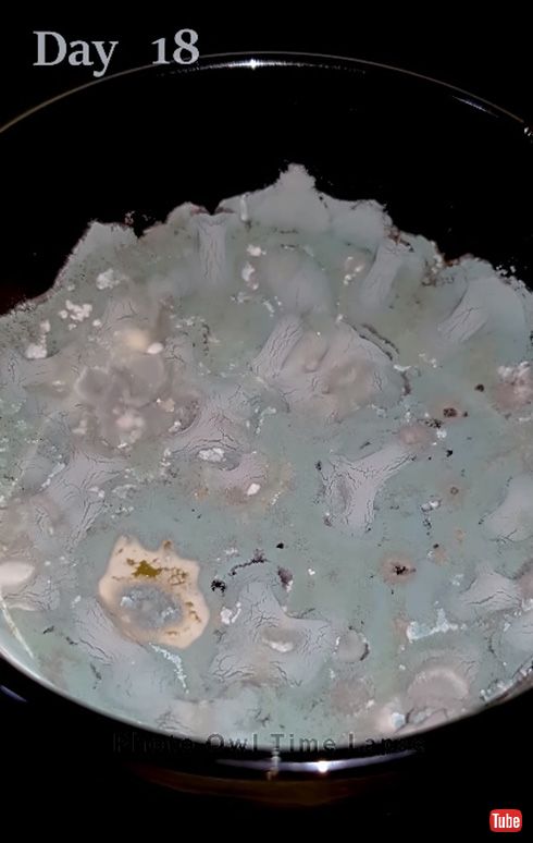 明日は注いだビールを放置したらどうなる？　シンプルだけどグロテスクな実験映像