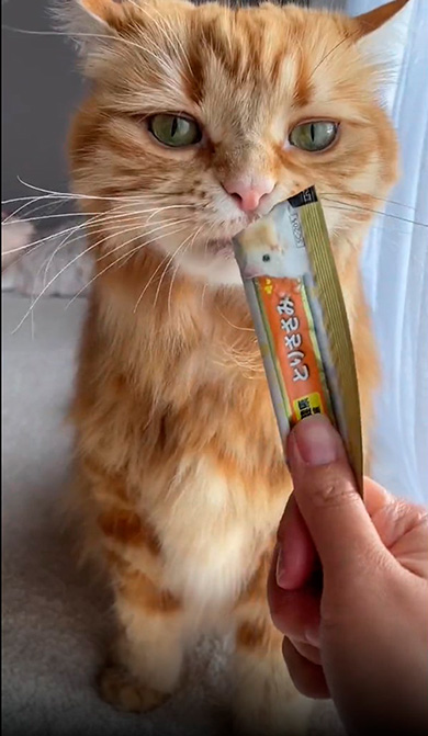 おつかれさまのちくわさん