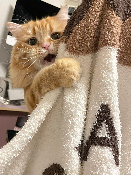 タオルの影からちくわさん