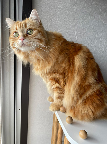 登校を見守るちくわさん