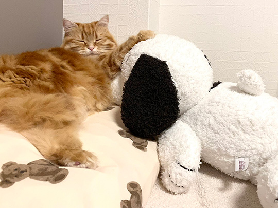 寝ているちくわさん