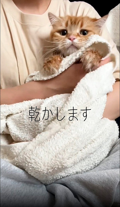 ちくわさんタオルドライ