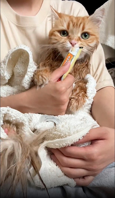 ちくわさんちゅ〜る食べる