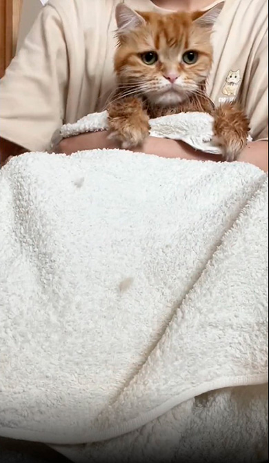 ちくわさんバスタオルで包む