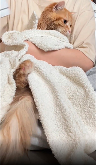 ちくわさんドライヤー嫌がる