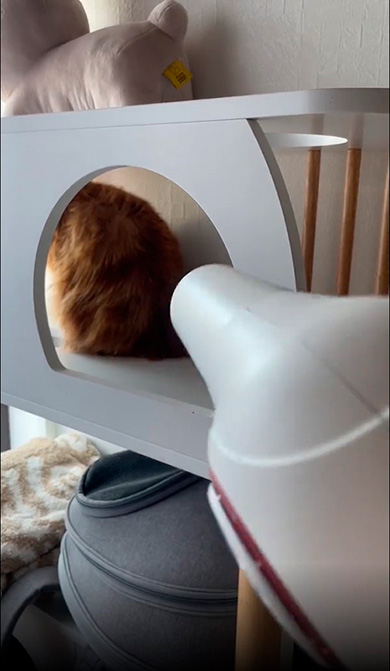 ちくわさんキャットタワーの穴からドライヤー