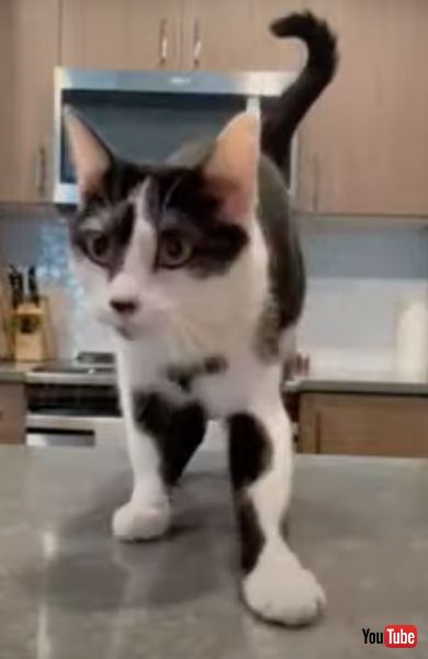 コインを隠すニャンコ