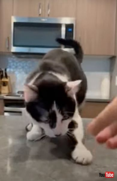 コインを隠すニャンコ