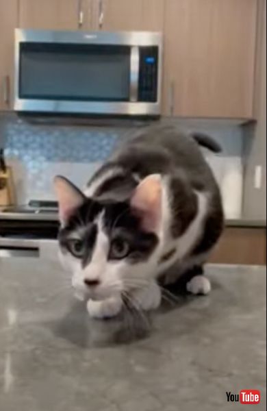 得意げなニャンコ