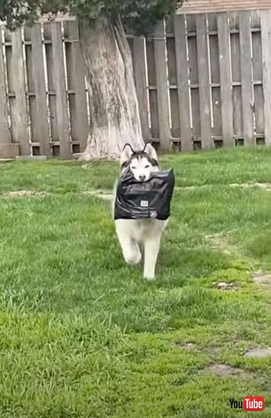 荷物を持って逃げるワンコ