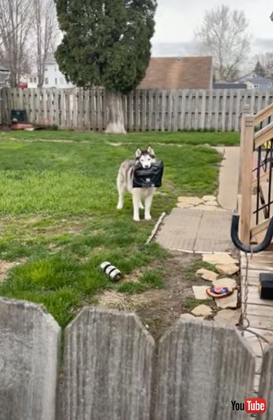 荷物を持って逃げるワンコ