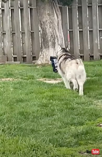 荷物を持って逃げるワンコ