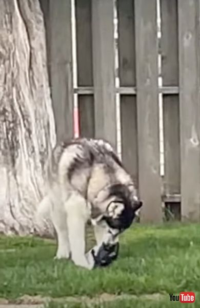 荷物を持って逃げるワンコ